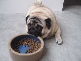 La comida seg�n el perro